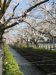 石和の桜は今が見頃です！